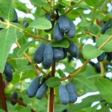 Vasyugan orlovi nokti: opis sorte, fotografije i recenzije